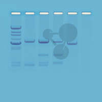 Testy na ojcostwo wykorzystujące PCR