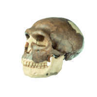Rekonstrukcja czaszki Homo neanderthalensis, model SOMSO®