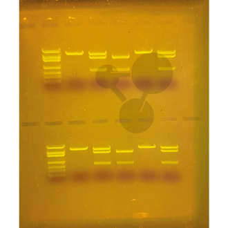 Marker DNA SYBR® Safe