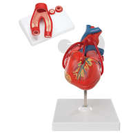Zestaw do anatomii serca