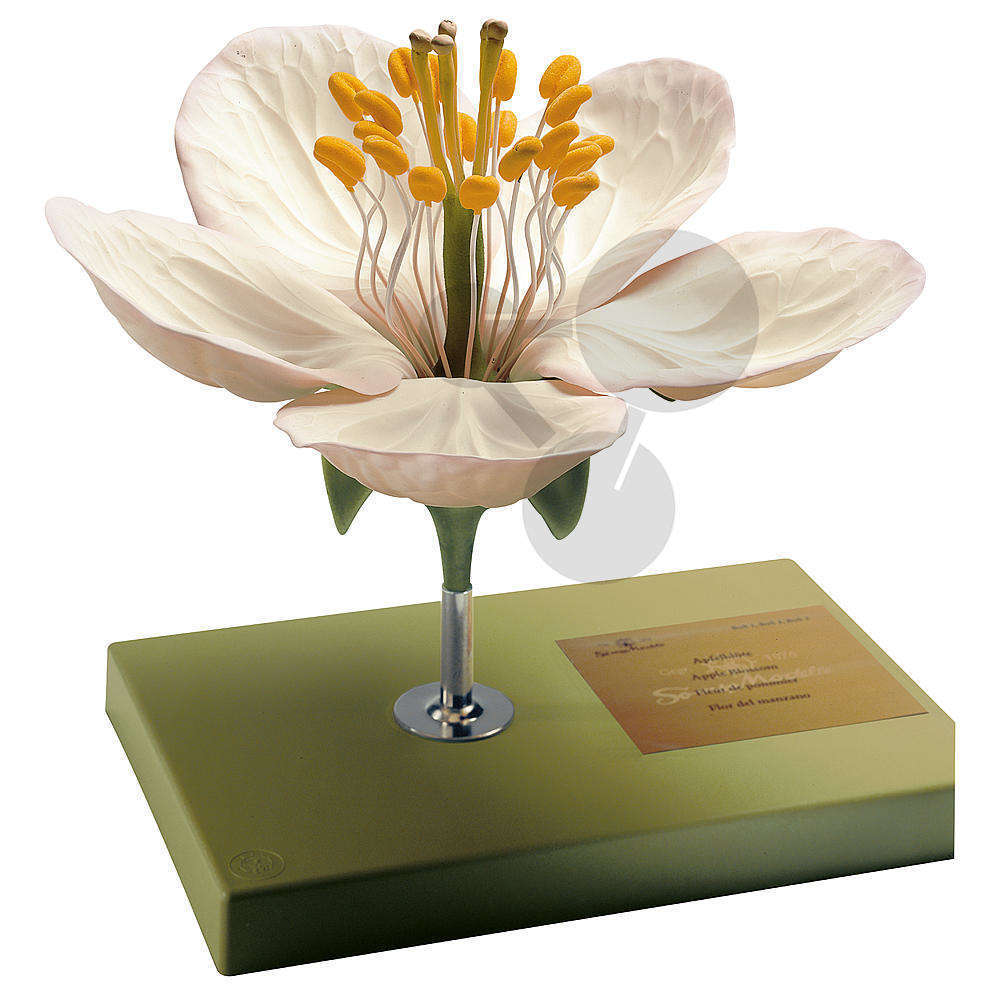 Modele botaniczne, klasyfikacja kwiatów