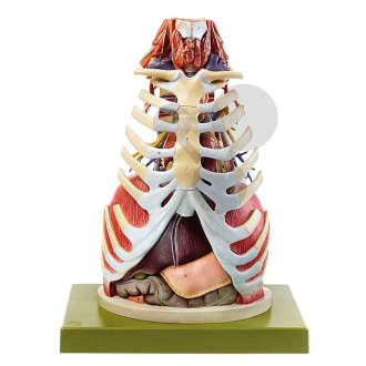 Anatomia klatki piersiowej