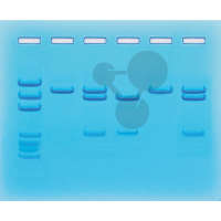 Wykorzystanie CRISPR w terapii mukowiscydozy