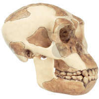 Rekonstrukcja czaszki Homo habilis (O.H. 24)