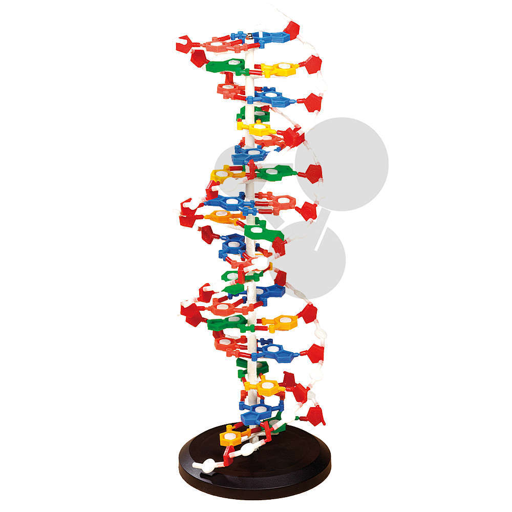 Duży model DNA