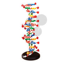 Duży model DNA