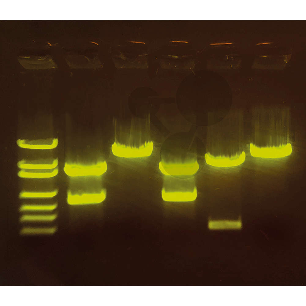 Biotechnologia CRISPR z roślinami uprawnymi