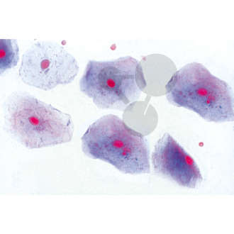 Histologia, 40 preparatów