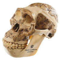 Rekonstrukcja czaszki Australopithecus africanus