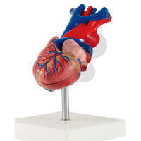 Serce, 2-częściowe