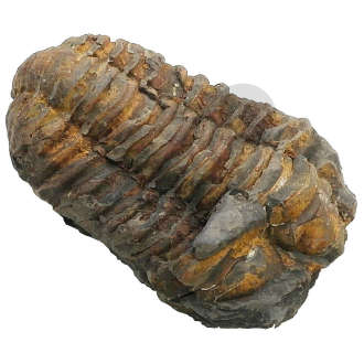 Trylobit Flexicalymene ouzregui