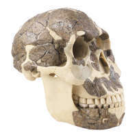 Rekonstrukcja czaszki Homo rudolfensis