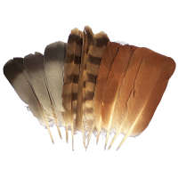 Zestaw 10 piór ogonowych Długość 12-20 cm