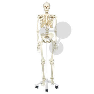 Szkielet człowieka, standardowy, Premium