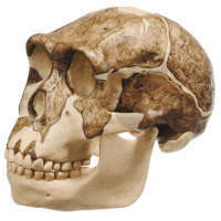 Rekonstrukcja czaszki Homo ergaster (KNM-ER 3733)