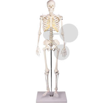Szkielet miniaturowy, Premium