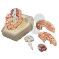 Brain 8-częściowy model Classic