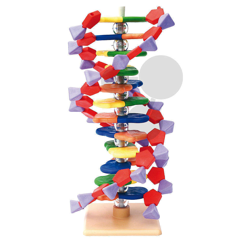 DNA - mały model