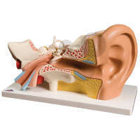 Model ucha, 4-częściowy