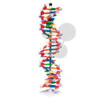 DNA - duży model