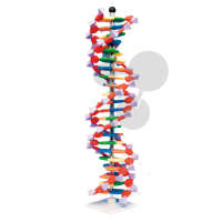 DNA - duży model