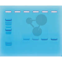Amplifikacja DNA na drodze PCR