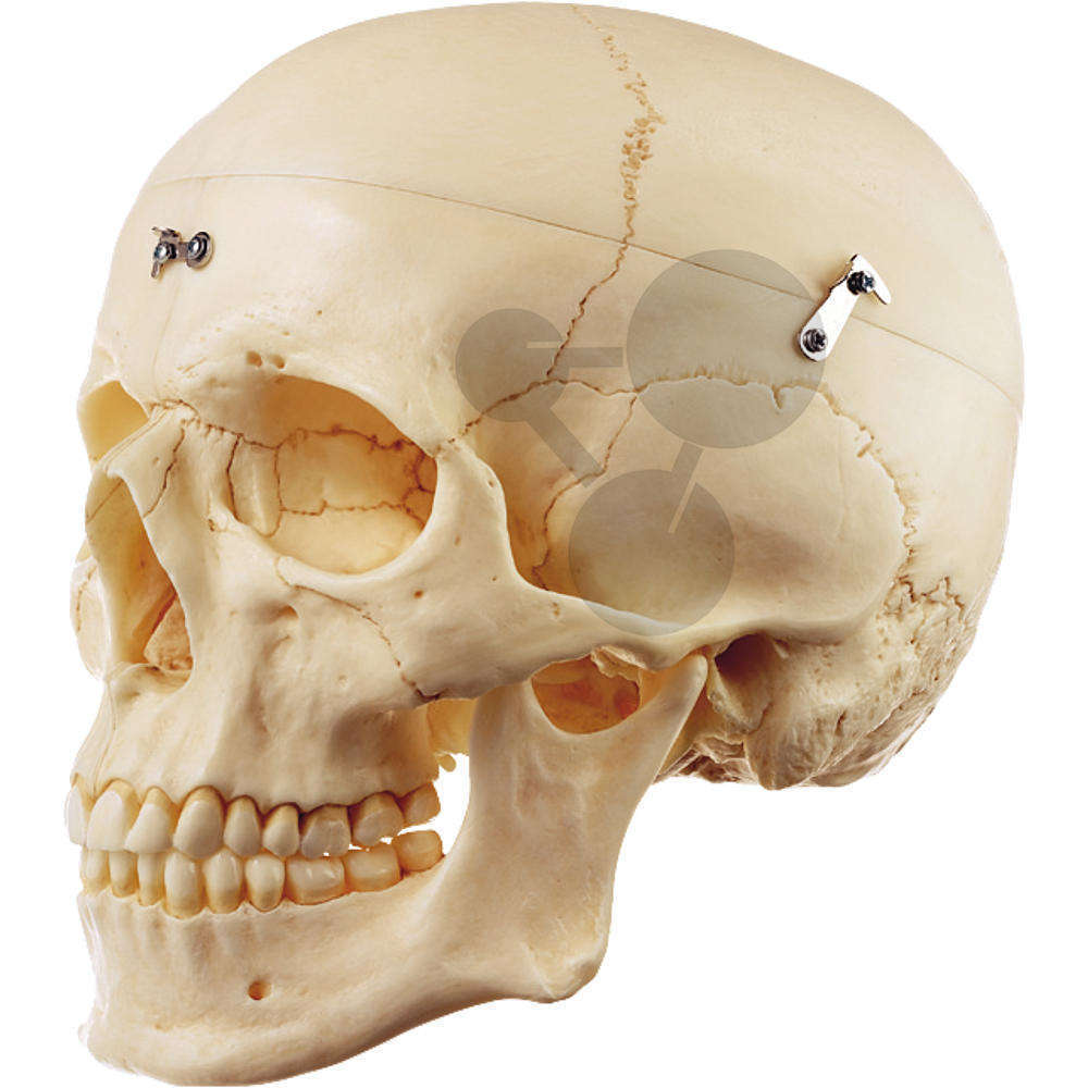 Bone head. Череп анатомия. Анатомический череп человека. Череп с боку.