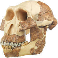 Rekonstrukcja czaszki A. afarensis, model SOMSO®