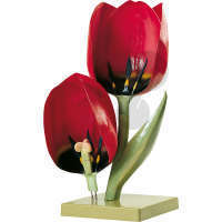 Kwiat, tulipan, model SOMSO®