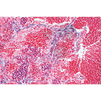 Histologia kręgowców (Vertebrata), 25 preparatów