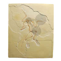 Archaeopteryx lithographica, odlew