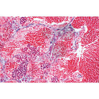 Histologia kręgowców (Vertebrata), 25 preparatów