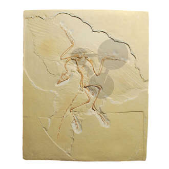 Archaeopteryx lithographica, odlew