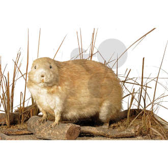 Piżmak