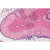 Histologia: układ hormonalny, 6 preparatów mikroskopowych 1