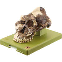 Rekonstrukcja czaszki Paranthropus aethiopicus, model SOMSO®
