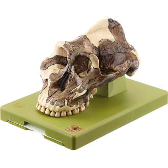 Rekonstrukcja czaszki Paranthropus aethiopicus, model SOMSO®
