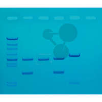 Fingerprinting DNA